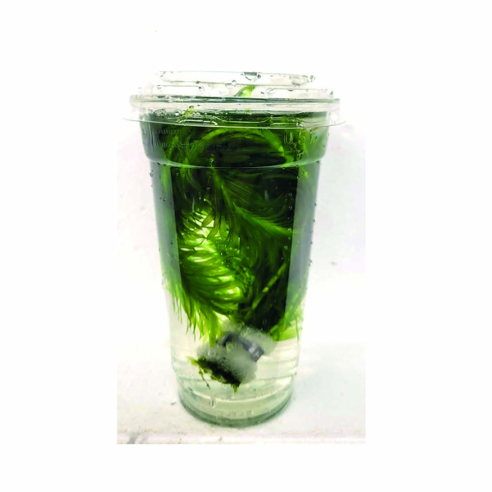 Elodea densa in beker ( geen reclamatie)